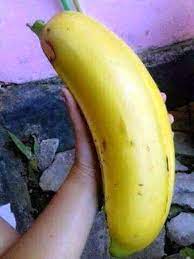 Mengunjungi pasar induk lumajang yang uniknya ketika sedang berdialog dan mendengar aspirasi dari pedagang pasar dan pembeli saya menemui pisang agung khas lumajang yang ukurannya sangat besar seperti barbel.pic.twitter.com/bddkgjvpg0. Ini Pisang Terbesar Di Dunia Tumbuh Di Papua Portal Sulut