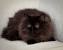 Maine Coon Black Himalayan Cat
