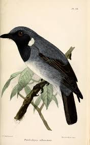 It is sometimes placed in the genus luscinia, but recent research suggests that the east asian robins belong in a new genus uniting them with some east asian luscinia members such as the siberian blue robin. Black Throated Robin Wikipedia