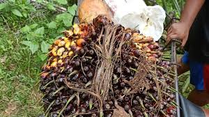 Buah kelapa sawit selain menghasilkan minyak, ia juga boleh dijadikan sira atau bingka sebagai hidangan pencuci mulut. Dengan Sensor Khusus Kelapa Sawit Dapat Diketahui Matang Atau Belum