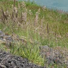 Image result for Holcus