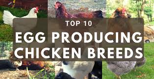 Bresse is a white chicken that is a fairly large chicken breed. Top 10 Best Egg Producing Chicken Breeds Backyard Chickens Learn How To Raise Chickens