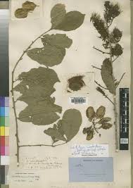 Image result for Combretum celastroides