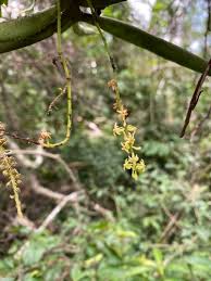 Image result for Diaphananthe vesicata