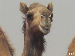 Halbwilde dromedare in der sahara, douz, tunesien. Raonline Edu Erdkunde Subtropische Zone Nordafrika Und Arabische Halbinsel Kamele Dromedare Kamele Stossen Weniger Methan Aus Als Kuhe Und Schafe