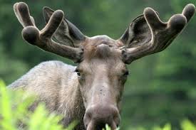 Pretty Moose Animals Creatures