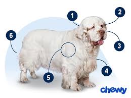 Image result for clumber španěl lov