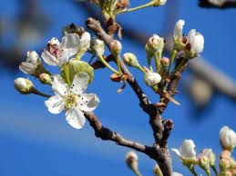 Maybe you would like to learn more about one of these? Bradford Pear Tree The Good The Bad The Ugly The Transmutational Garden
