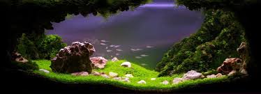 The only competition with so many categories so let's go! Pimp Your Fish Tank The Wonders Of Competitive Aquascaping