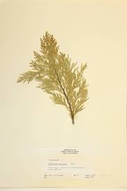 Image result for Cupressaceae