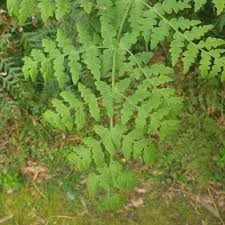 Image result for Histiopteris