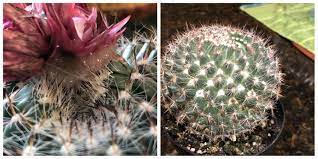 We ship to luzon, visayas. Home Depot Hot Glued A Fake Flower Onto This Cactus So I Bought It And Performed Emergency Surgery Gardening