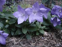 Image result for Platysepalum