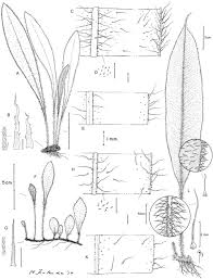 Image result for Elaphoglossum acrostichoides