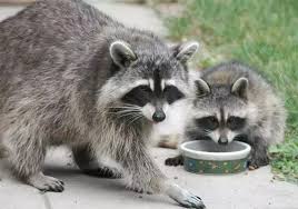Raccoons sample food and other objects a skunk and a raccoon share cat food morsels in a hollywood, california, back yard. How To Scare Away A Raccoon That Keeps Eating My Cat S Food Quora