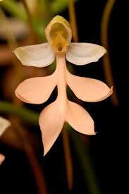 Image result for Habenaria goetzeana