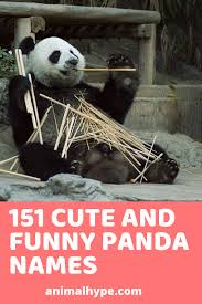 Silent sanctuary performs pasensya ka na on wish 107 5 bus. Cute And Funny Panda Names Panda Names Cute Pet Names Panda