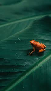 Choose the best one ans use it as your wallpaper or lockscreen on your smartphone or pc. Frog Iphone Wallpapers Top Free Frog Iphone Backgrounds Wallpaperaccess