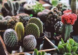 I want to cut the 6 ft at a seem in the growth of the stalk and replant it. How To Easily Root And Propagate A Cactus Step By Step Succulent Plant Care