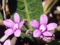 Image result for Raphionacme hirsuta