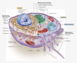 Animal cell labeled mcgraw hill. Picture Level Biology Cell Structure Hd Png Download Transparent Png Image Pngitem