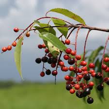 Image result for Prunus