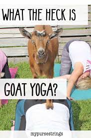 I Tried Goat Yoga And You Should Too Goat Yoga Yoga At Home Workouts For Women