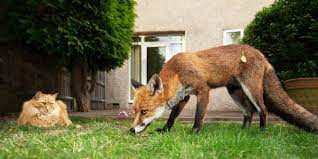 Maybe you would like to learn more about one of these? Foxes Cats And Squirrels How To Deter Them From Your Garden Which News