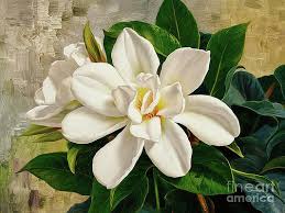 Image result for Hyperacanthus amoenus