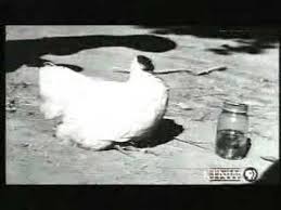 Here S Why A Chicken Can Live Without Its Head Modern Farmer Modern Farmer Offbeat Documentaries