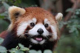 Img 5088 Jpg Cute Animals Animal Bedroom Red Panda
