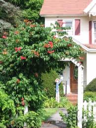 Clematis crispa curly or marsh clematis swamp leather | etsy. Clematis Crispa Swamp Leatherflower Or Blue Jasmine 1 Quart Catskill Native Nursery Plant Shop