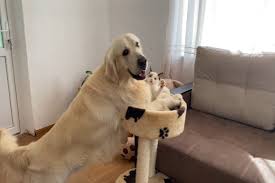 Ci sono anche i cani e gatti famosi come scooby doo, garfield, nyan cat, e jake di adventure time! Cane E Gatto Giocano Insieme E Si Divertono Moltissimo Video