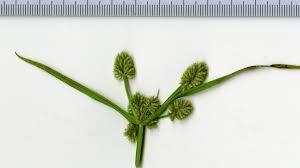 Image result for Cyperus squarrosus