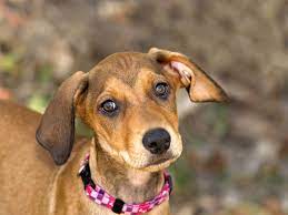 Why Do Dogs Have Floppy Ears