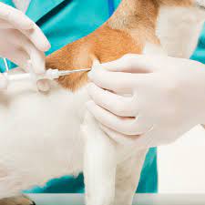 Or, visit one of our mobile clinics in your southern california community. Garden Grove Ca 92845 Veterinarian Vet Care Pet Clinic