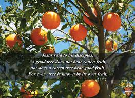 Over vigorous trees expend all their energy in growing wood and do not produce flower buds. Today S Gospel Lk Catholic Diocese Of Brownsville Facebook