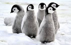 Image result for penguin