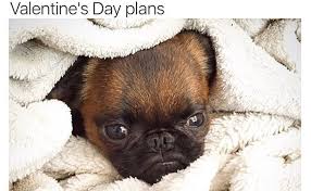 See more ideas about cute valentines day cards, valentines day puns, valentine day cards. 21 Dog Pictures That Perfectly Sum Up Your Valentine S Day Barkpost