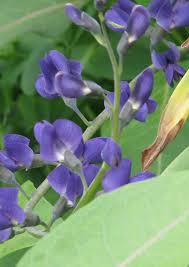 Image result for Indigofera oxalidea