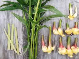 spice kit how to grow ginger turmeric and cardamom at home gardenista spice kit how to grow ginger turmeric