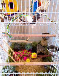 Penelope S Home Muhabbet Kuslari Kus Kafes