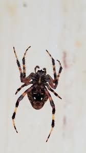Their common name is appropriately labelled, the spider has six pointy projections located around its abdomen. Could Someone Identify This Kind Of Spider North Carolina Spiders