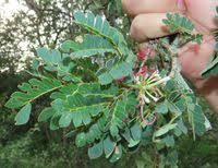 Image result for Albizia petersiana