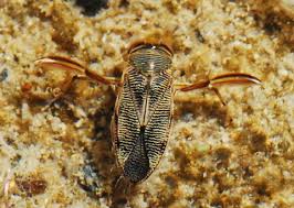 Image result for Corixidae