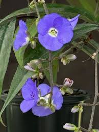 Image result for Dichorisandra