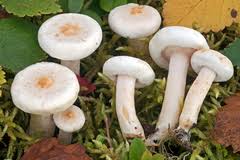 Image result for Lactarius mutabilis