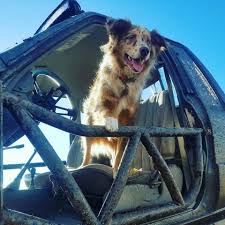 Toyota Tube Doors Dog Approved Toyota 4runner Toyota Tacoma