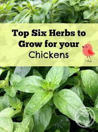 Find out how to make it with bunnings. Top Six Herbs To Grow For Chickens The Cape Coop