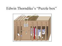 In this, he was following in pavolv's footsteps, but his. Edwin Thorndike S Puzzle Box Thorndike S Law Of Effect Your Text S Paraphrase P 226 The Law Of Effect States That Behaviors Leading To A Satisfying Ppt Download